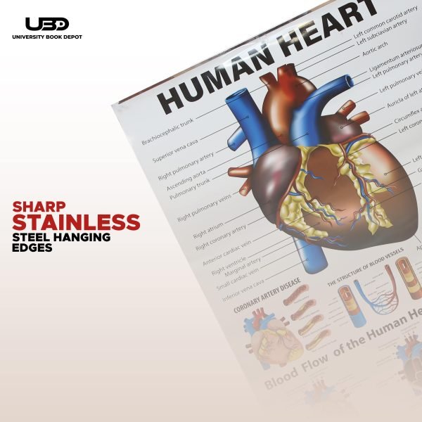 Human Heart Wall Chart | Wall Poster for Science Lab and clinics Decoration | - Image 7