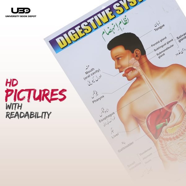 Digestive System in Human Wall Chart - Image 7