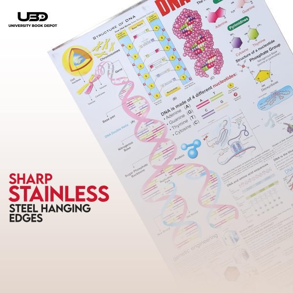 Structure of DNA Wall Chart - Image 7