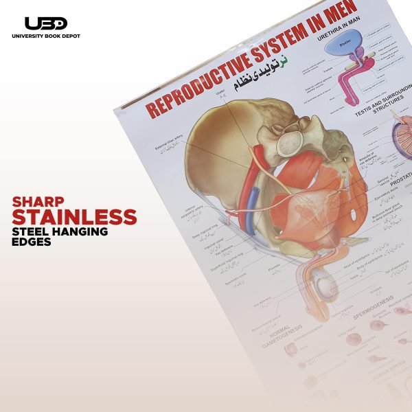 Reproductive System in Men Wall Chart - Image 7