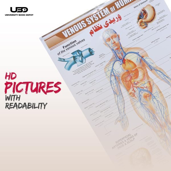 Venous System in Humans Wall Chart - Image 7