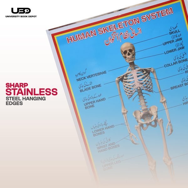 Human Skeleton System Wall Chart - Image 7
