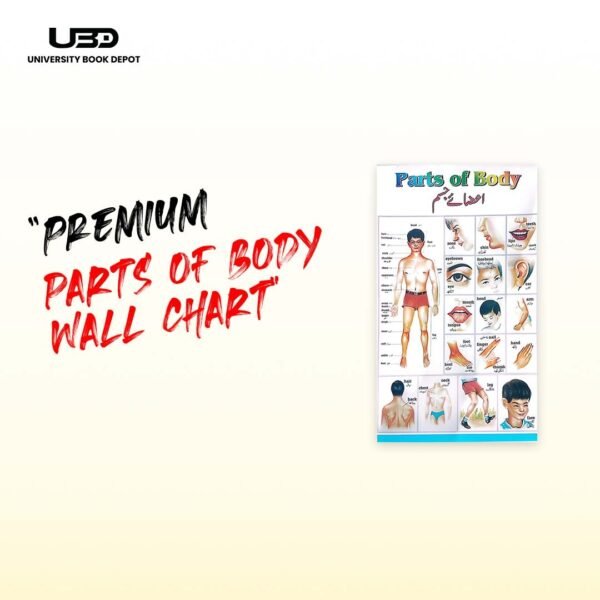 Parts of Body Wall Chart 23*36 inches printed on 200 gram Laminated Card
