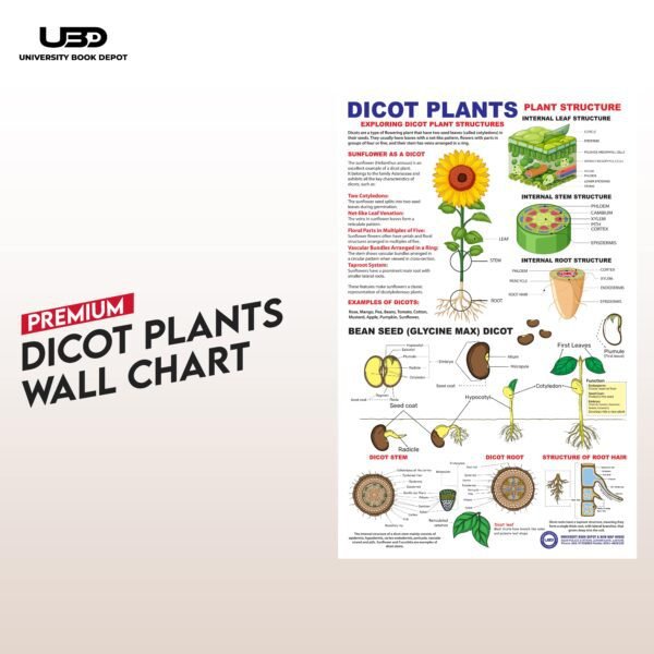Fruits Name Wall Chart 23*36 inches printed on 200 gram Laminated Card