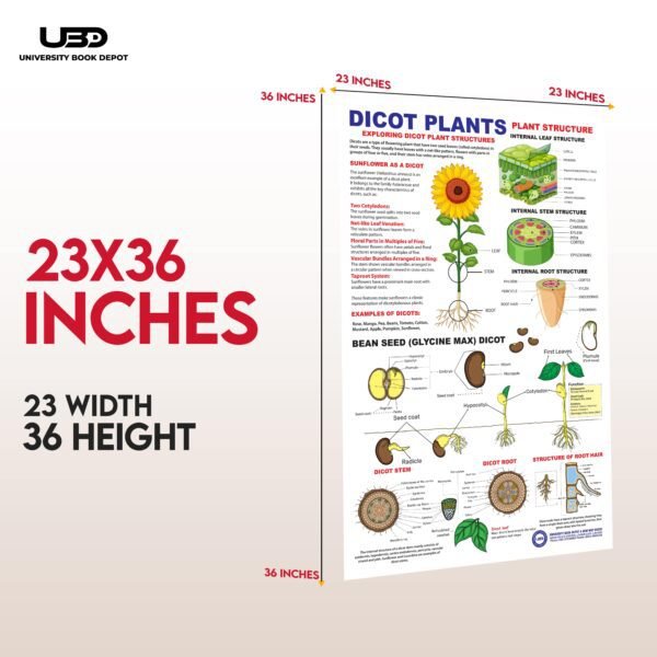Fruits Name Wall Chart 23*36 inches printed on 200 gram Laminated Card - Image 2
