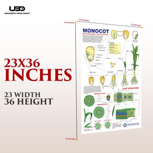 Monocot Plant Wall Chart | HD Picture Presentation on 200 gram laminated card 23*36 inches - Image 2