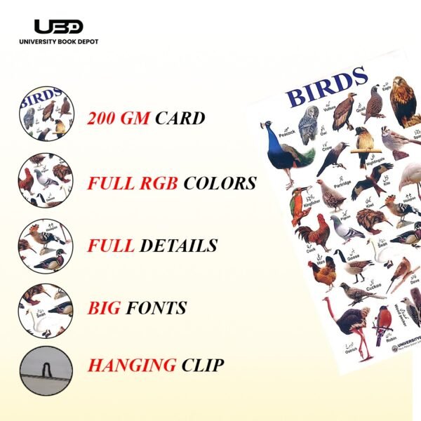 Birds Name Wall Chart 23*36 inches printed on 210 gram Laminated Card - Image 4