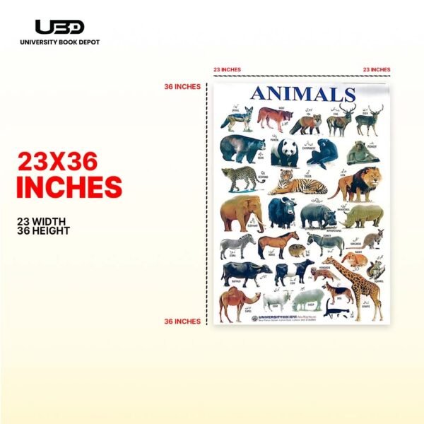 Animals Name Wall Chart 23*36 inches printed on 210 gram Laminated Card - Image 4