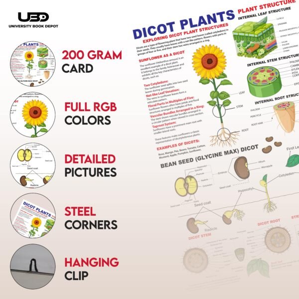 Fruits Name Wall Chart 23*36 inches printed on 200 gram Laminated Card - Image 3