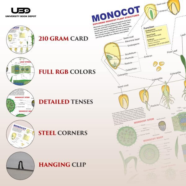 Monocot Plant Wall Chart | HD Picture Presentation on 200 gram laminated card 23*36 inches - Image 3